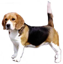 The Parker's Beagle