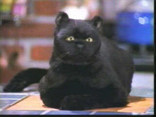 Salem, the talking cat